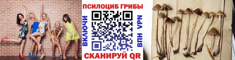 Галлюциногенные грибы Psilocybine cubensis Задонск